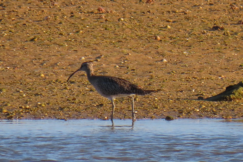 Whimbrel - José Gomes