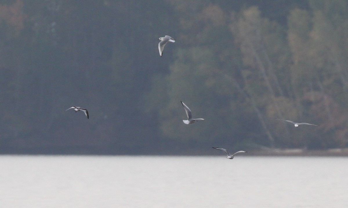 Little Gull - ML374372561