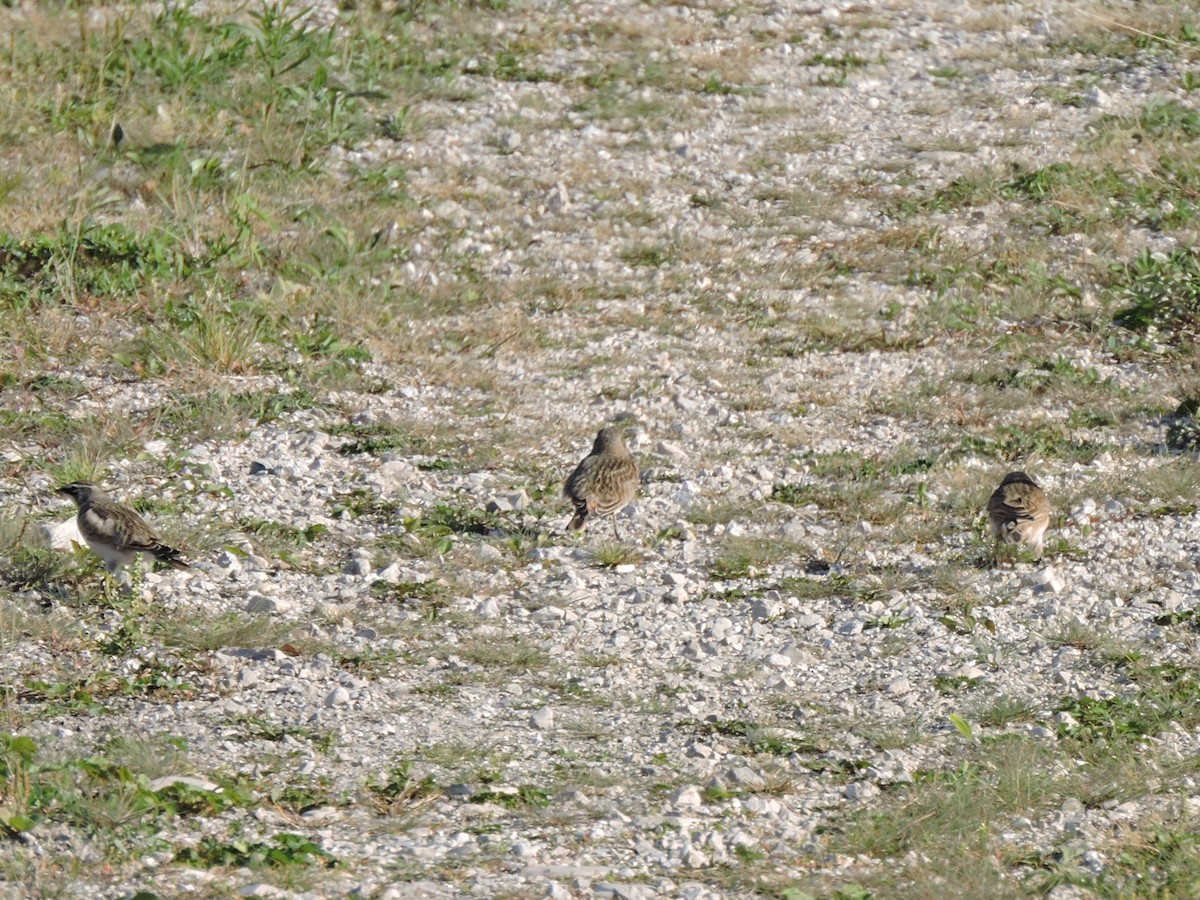 Horned Lark - ML374372881