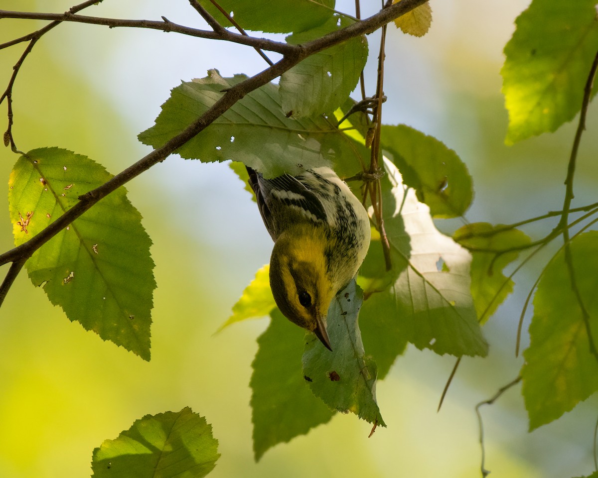 Black-throated Green Warbler - ML374373601