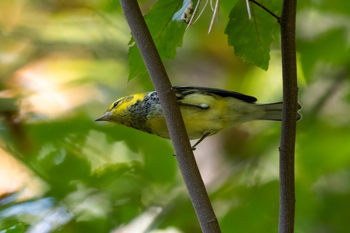 Black-throated Green Warbler - ML374373691