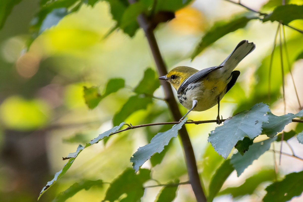 Black-throated Green Warbler - ML374373781