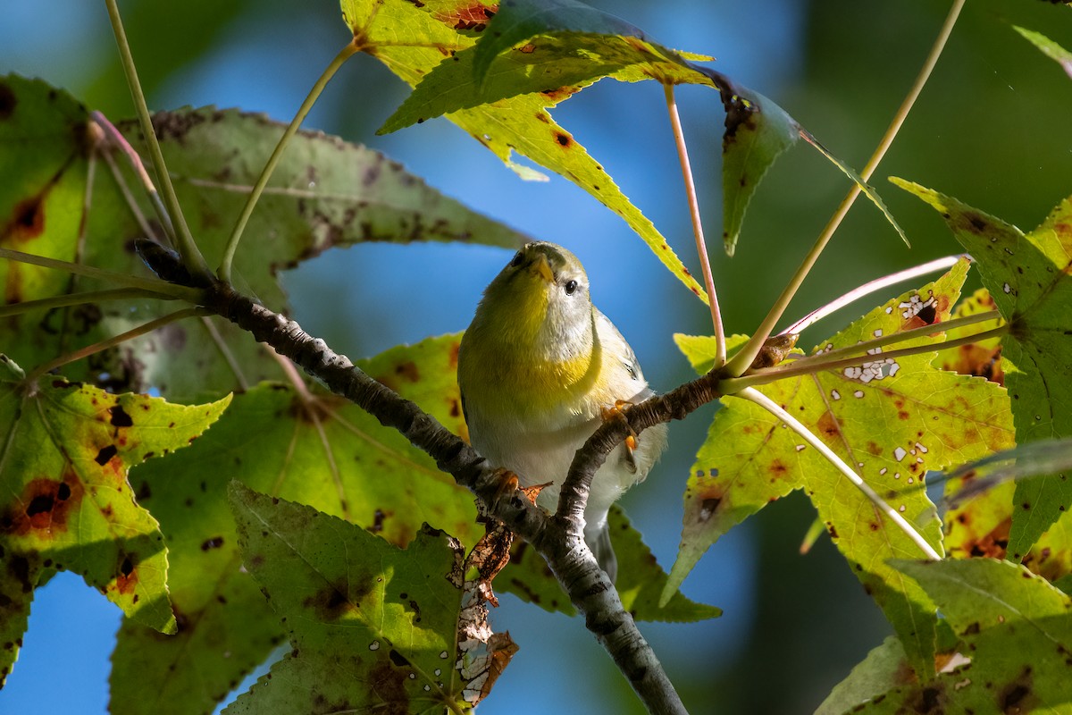 Northern Parula - ML374373941