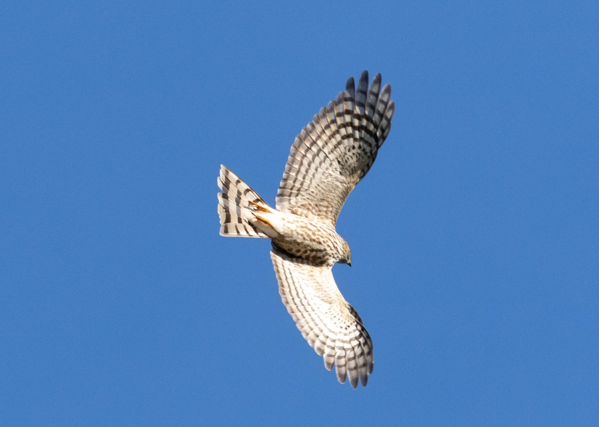 Sharp-shinned Hawk - ML374374131