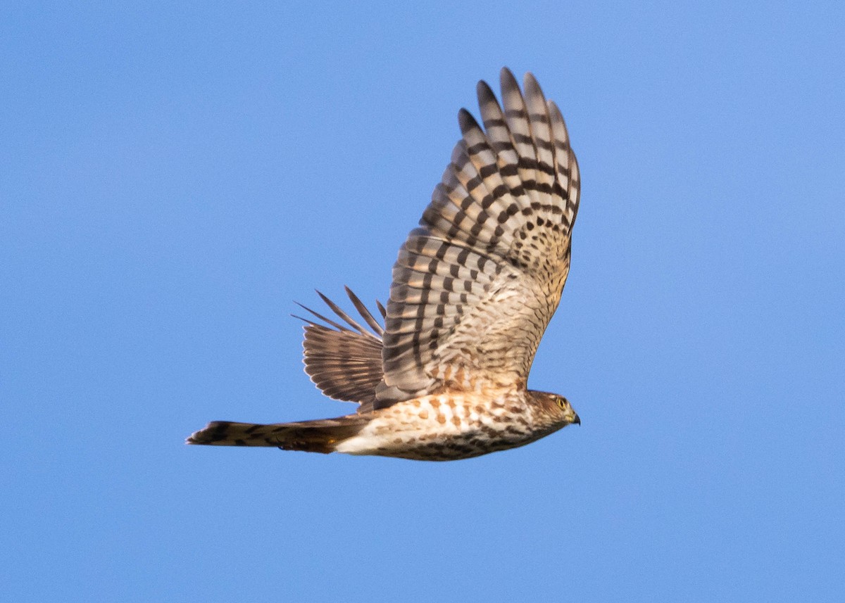 Sharp-shinned Hawk - ML374374141