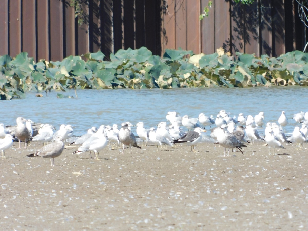 Lesser Black-backed Gull - ML374374221