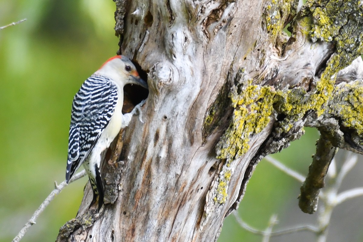Red-bellied Woodpecker - ML374374581