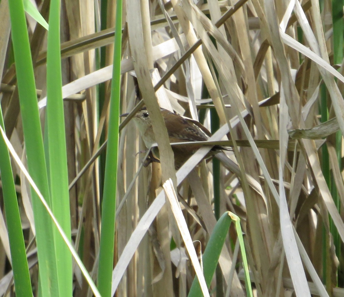 Marsh Wren - ML374375071