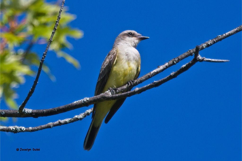 Western Kingbird - ML374375321
