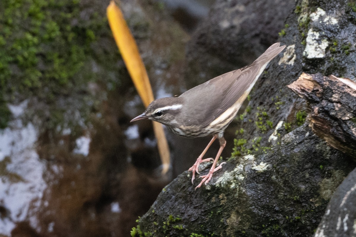 Louisiana Waterthrush - ML374375711