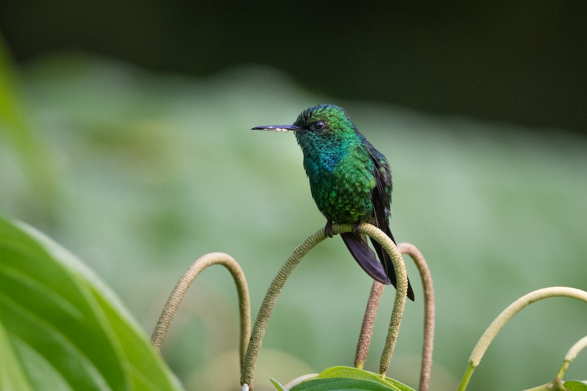 Puerto Rican Emerald - ML374375781