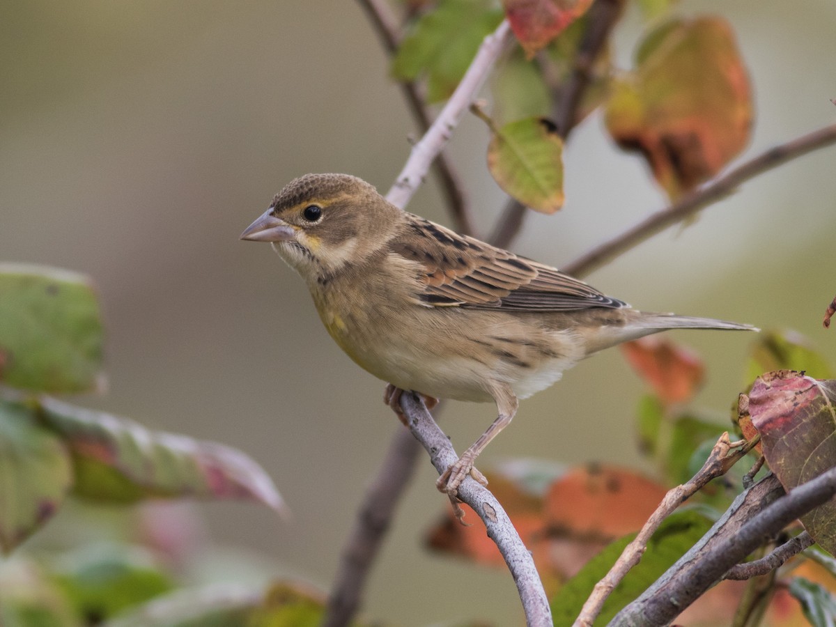 Dickcissel d'Amérique - ML374377721