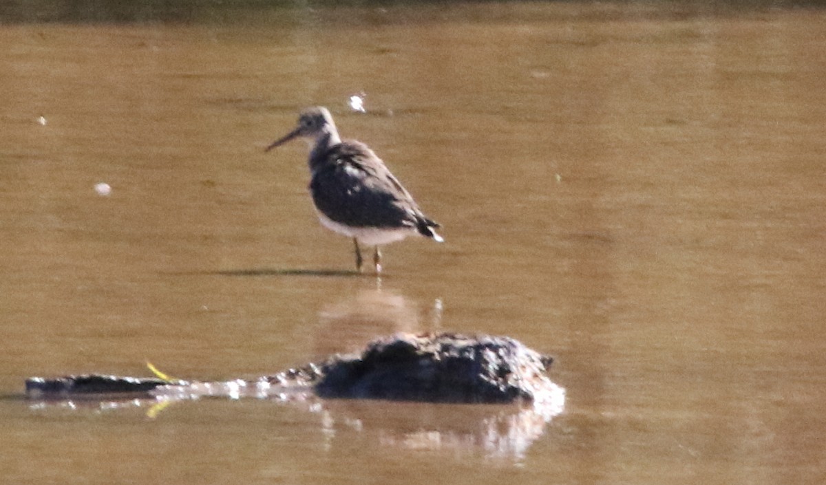 Solitary Sandpiper - ML374378031