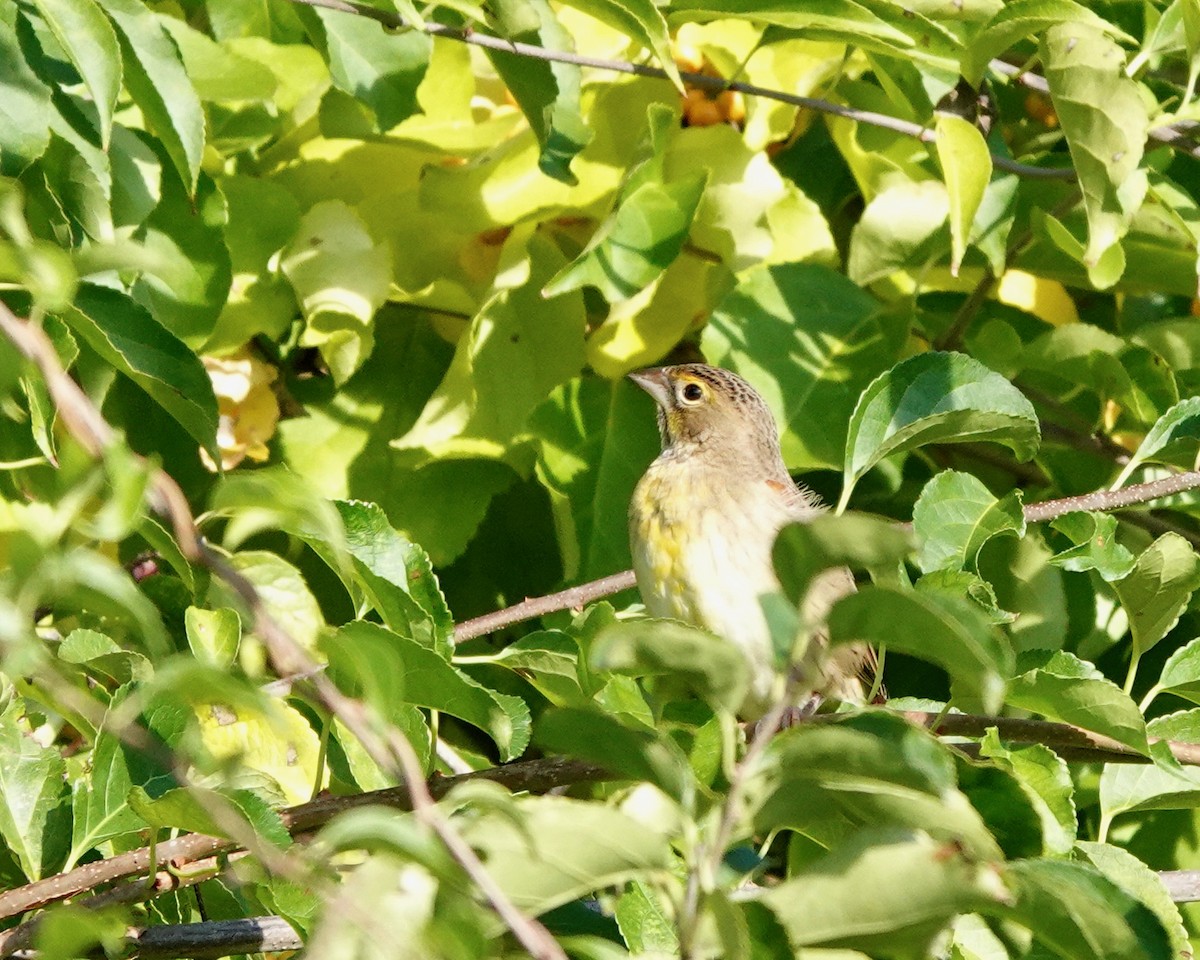 Dickcissel d'Amérique - ML374378531