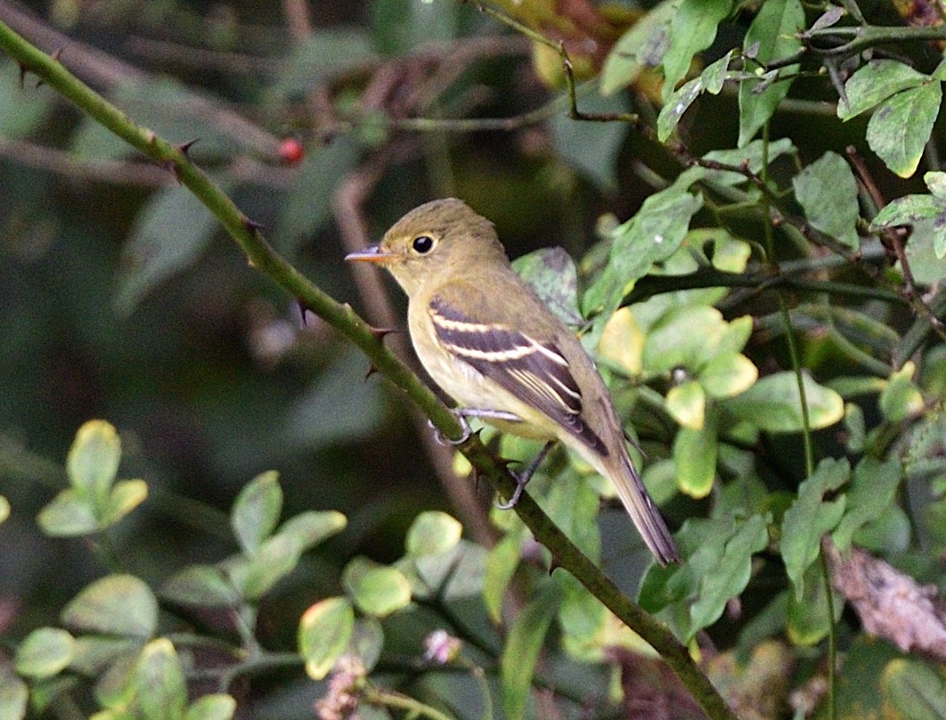 Yellow-bellied Flycatcher - ML374379781