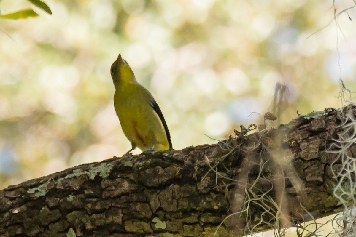 rødpiranga - ML374383021