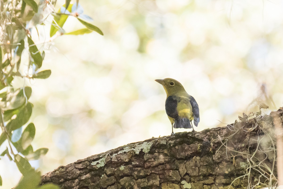 rødpiranga - ML374383031