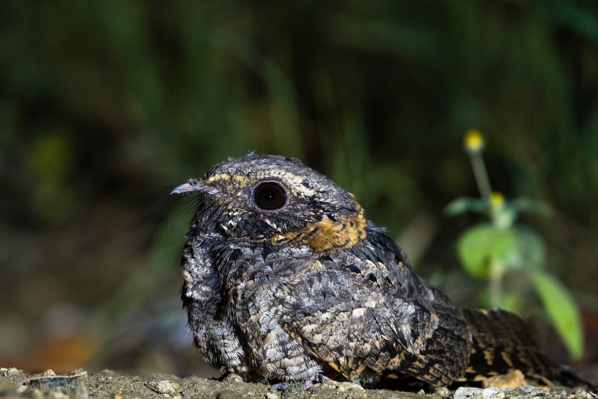 Buff-collared Nightjar - ML374384921