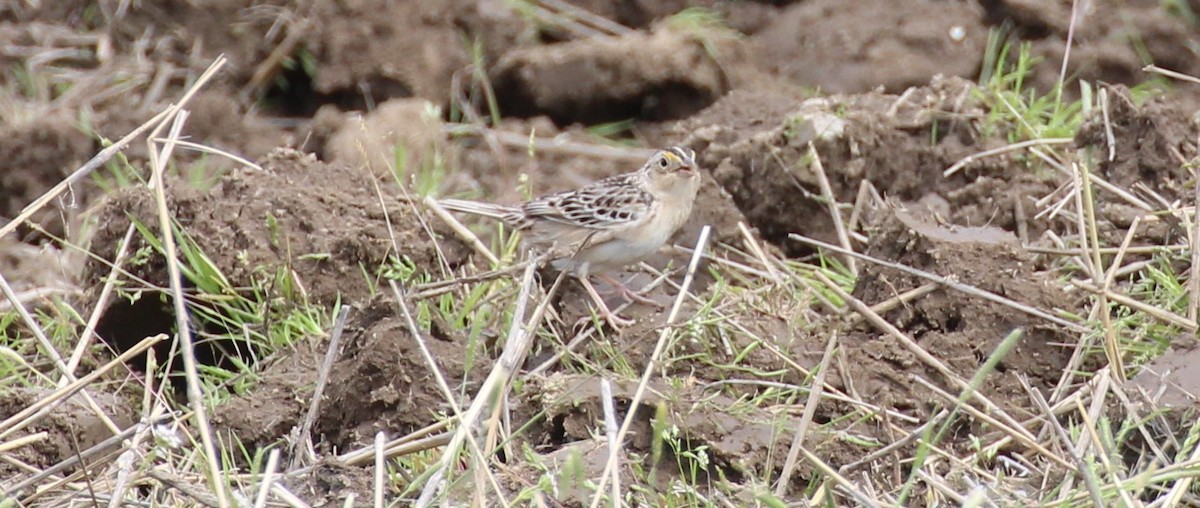 Grasshopper Sparrow - ML374387221