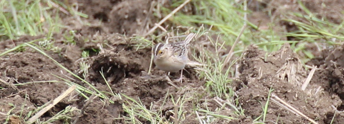 Grasshopper Sparrow - ML374387281