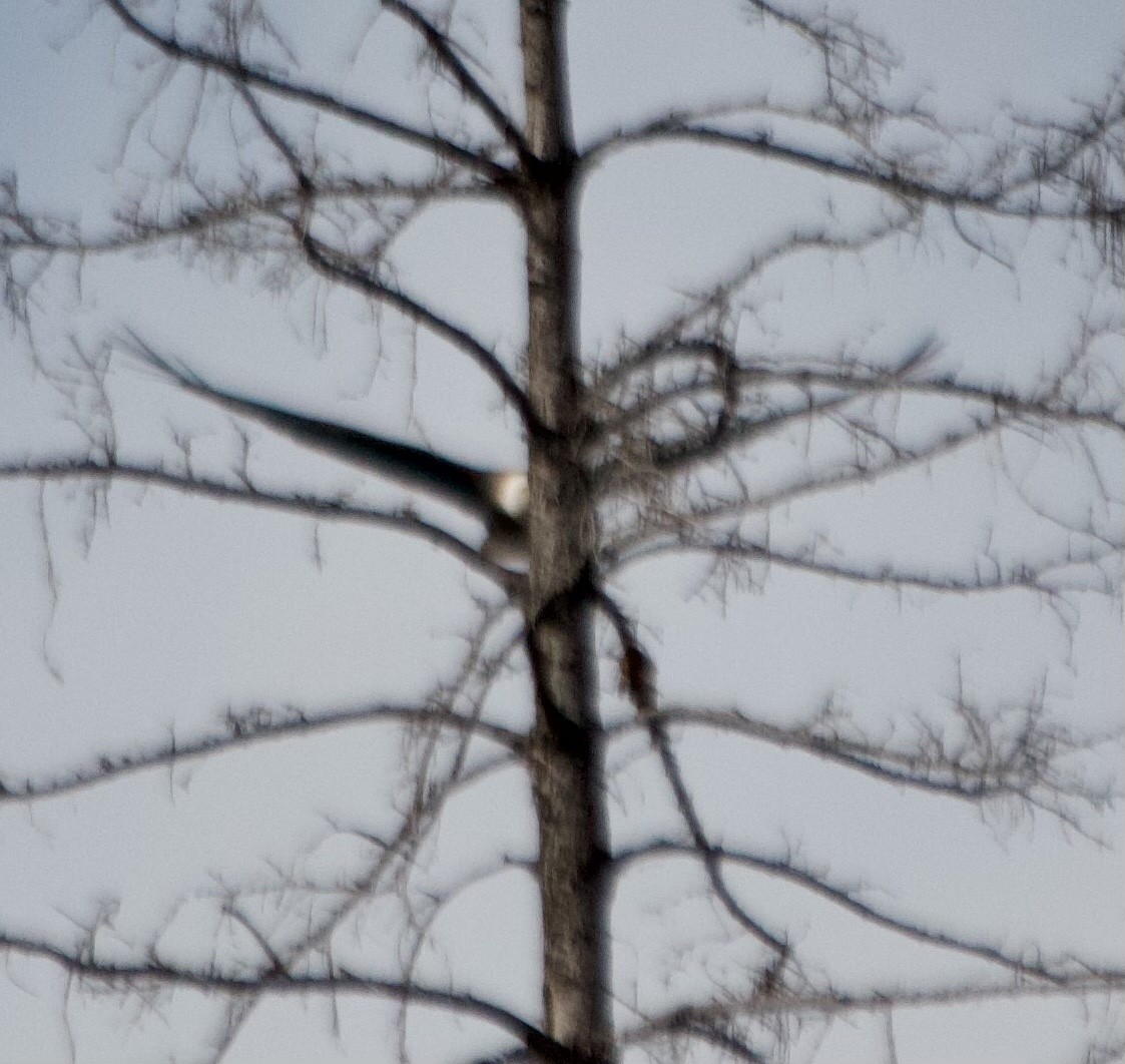 Bald Eagle - Jill Biblow