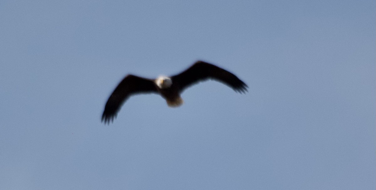 Weißkopf-Seeadler - ML374388511