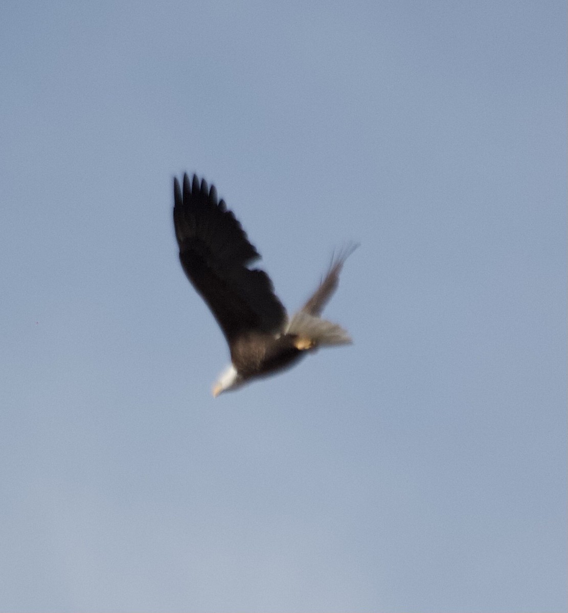 Bald Eagle - ML374388521