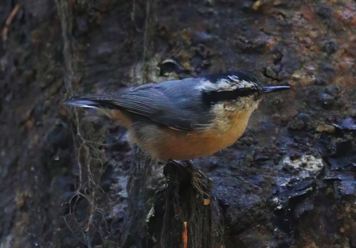 Red-breasted Nuthatch - ML374389861