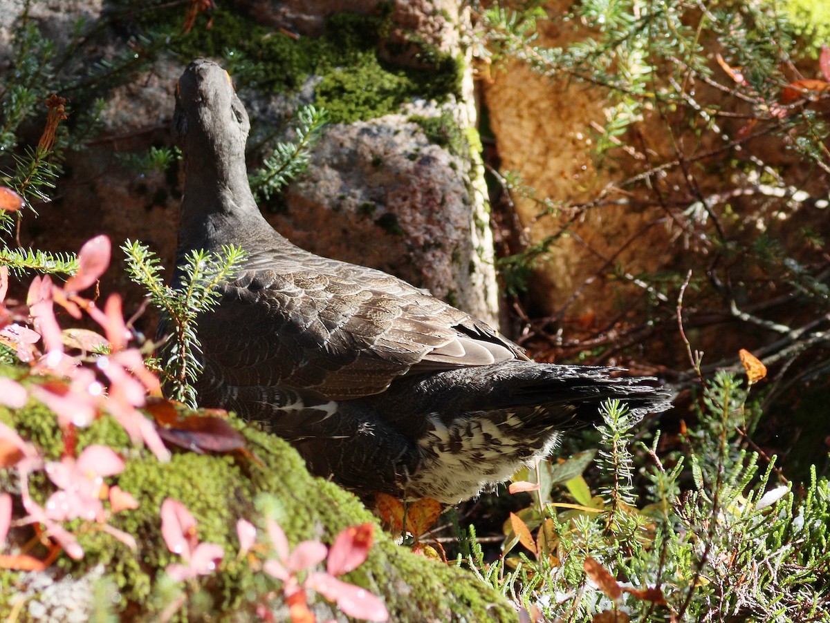 Sooty Grouse - Charlotte Byers