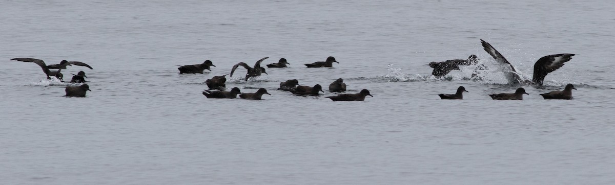 South Polar Skua - ML374390381