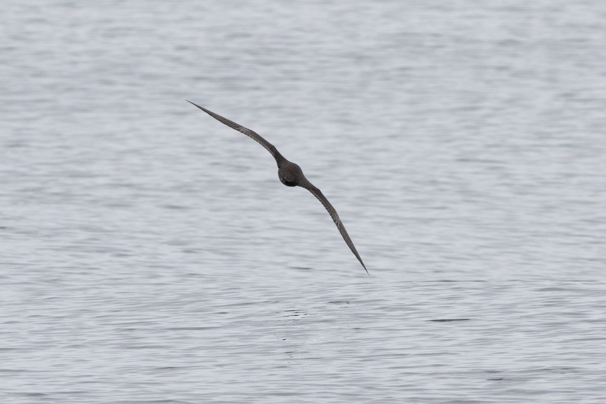 Short-tailed Shearwater - Rob Fowler