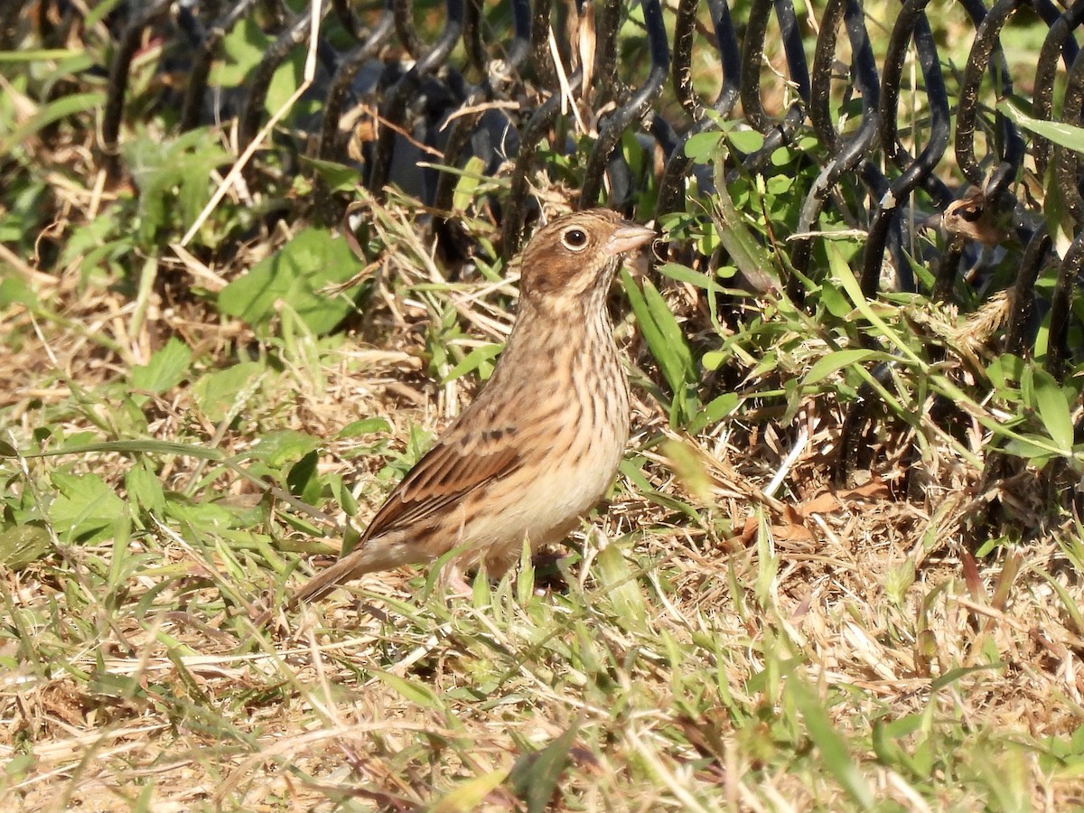 Vesper Sparrow - Caroline Quinn