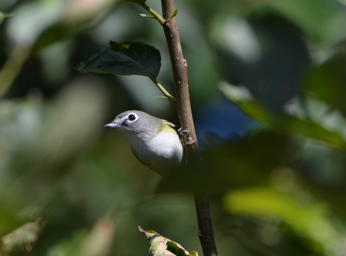 Blue-headed Vireo - ML374391821