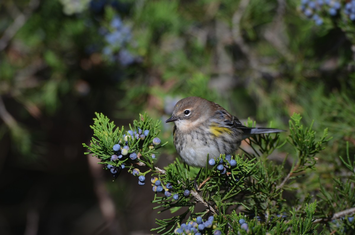 Yellow-rumped Warbler - ML374393431