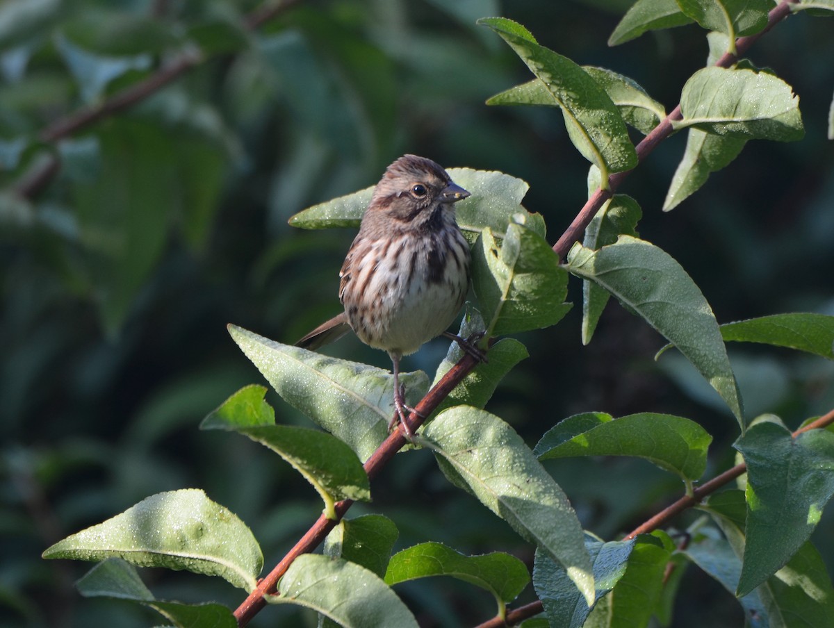 Song Sparrow - ML374395401