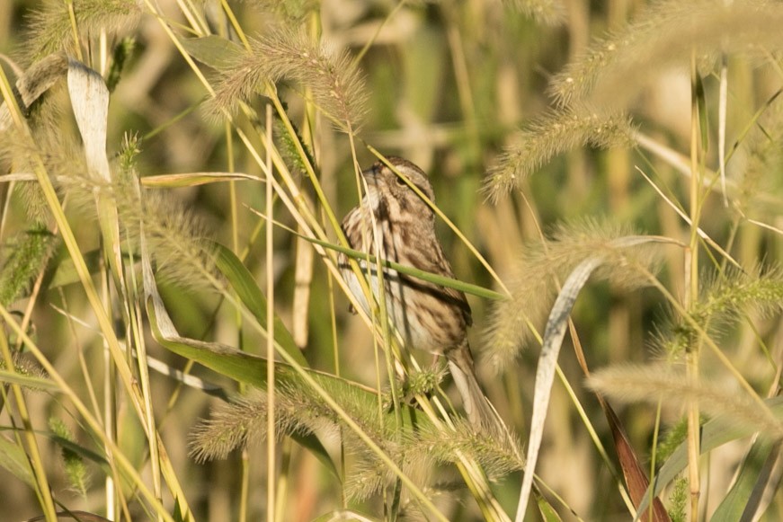 Song Sparrow - ML37439691