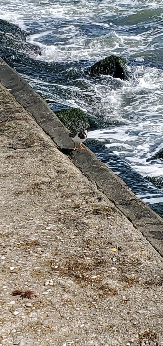 翻石鷸 - ML374397701