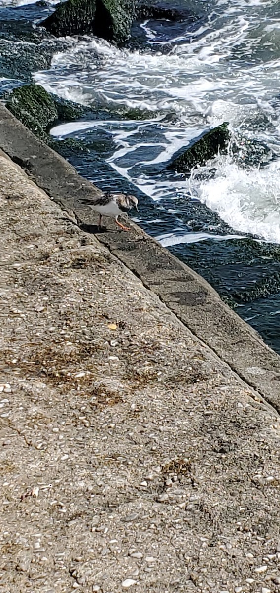 翻石鷸 - ML374397891