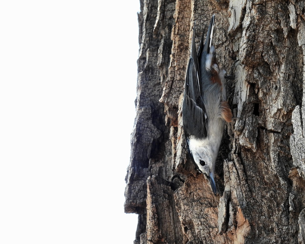 White-breasted Nuthatch - ML374398221