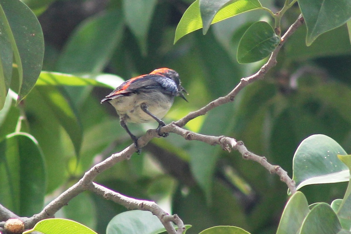 Scarlet-backed Flowerpecker - Greg Laverty