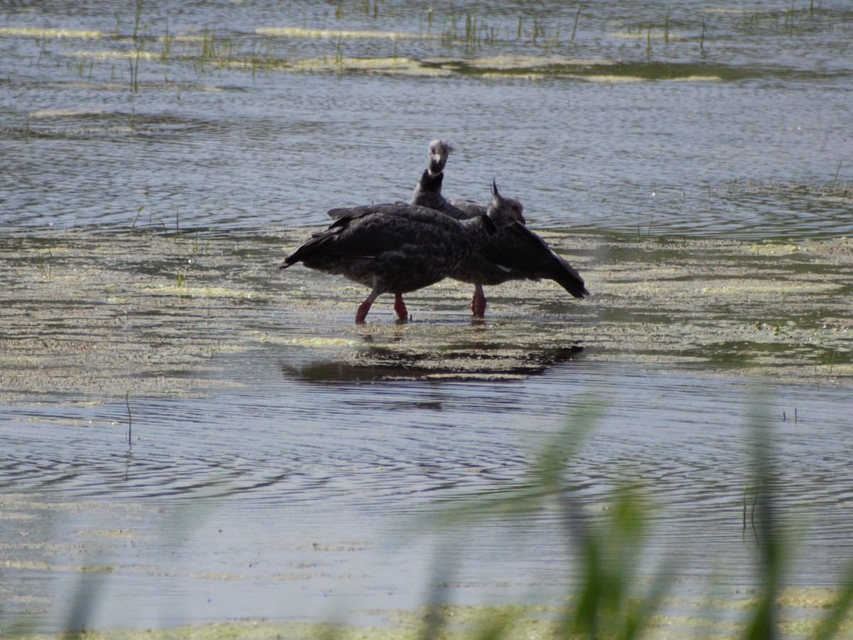 Southern Screamer - ML374400591