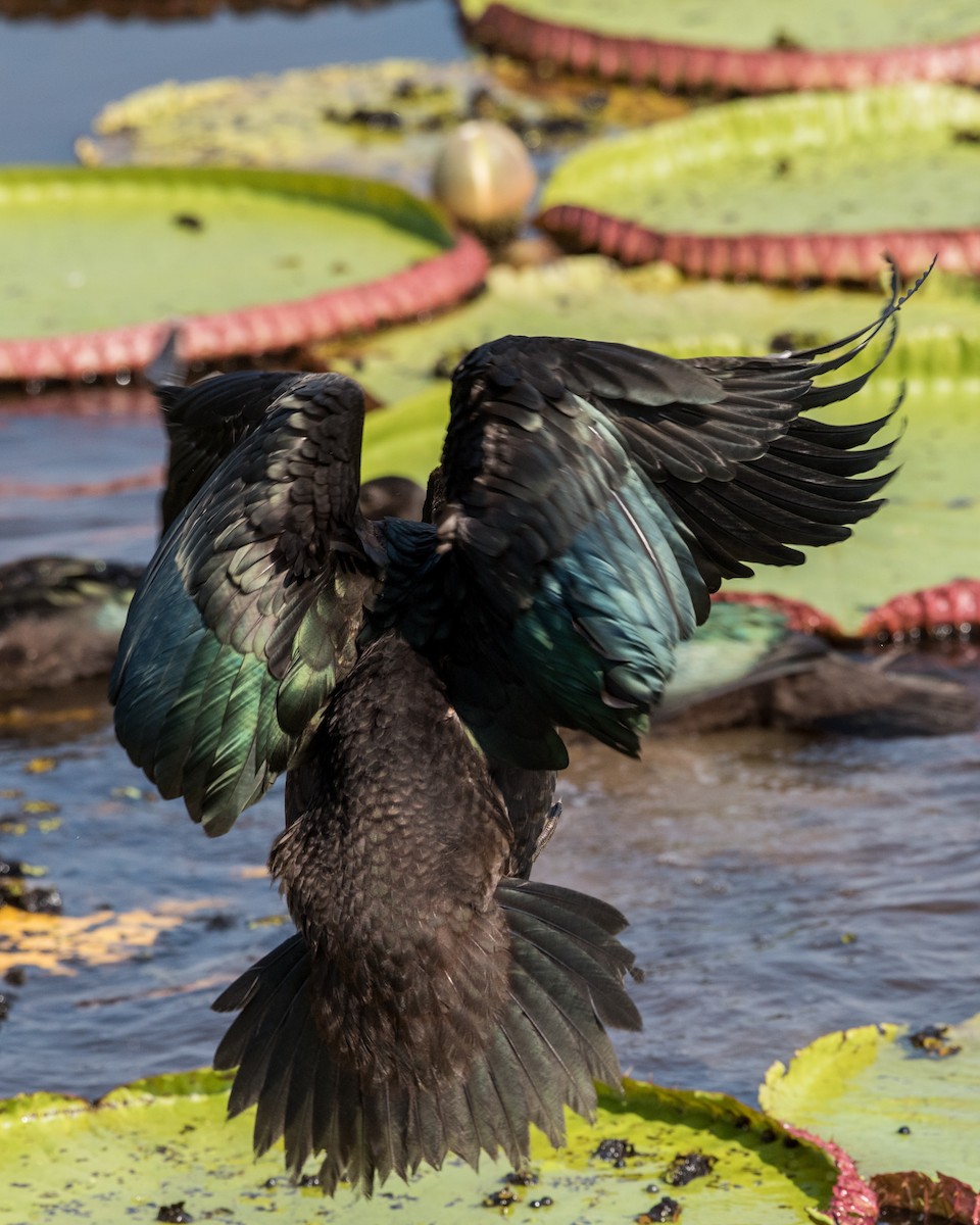 Muscovy Duck - Hank Davis