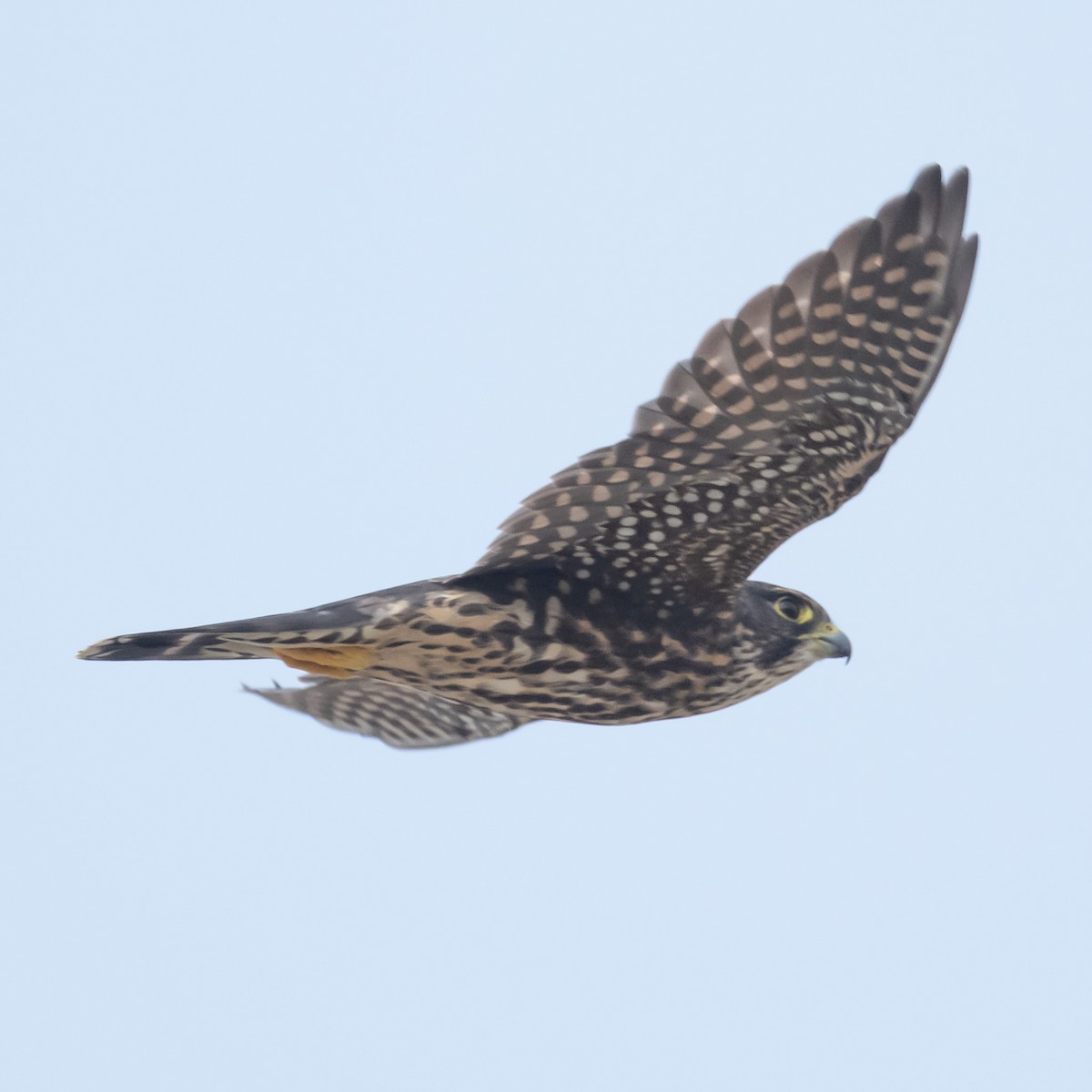 Підсоколик малий - ML374402791