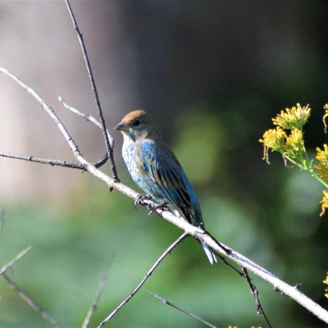 Indigo Bunting - ML374403161