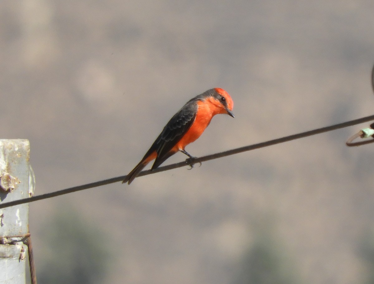 Vermilion Flycatcher - ML374403331