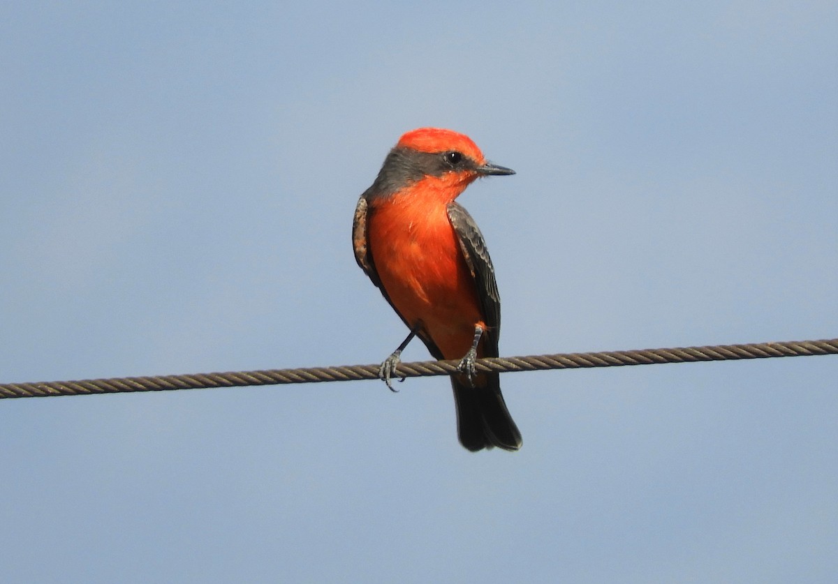 Vermilion Flycatcher - David Rankin