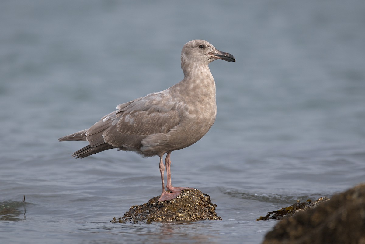 Glaucous-winged Gull - Kevin Krebs
