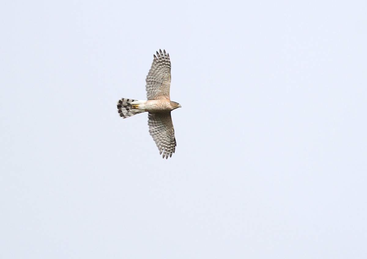 Cooper's Hawk - ML374404071