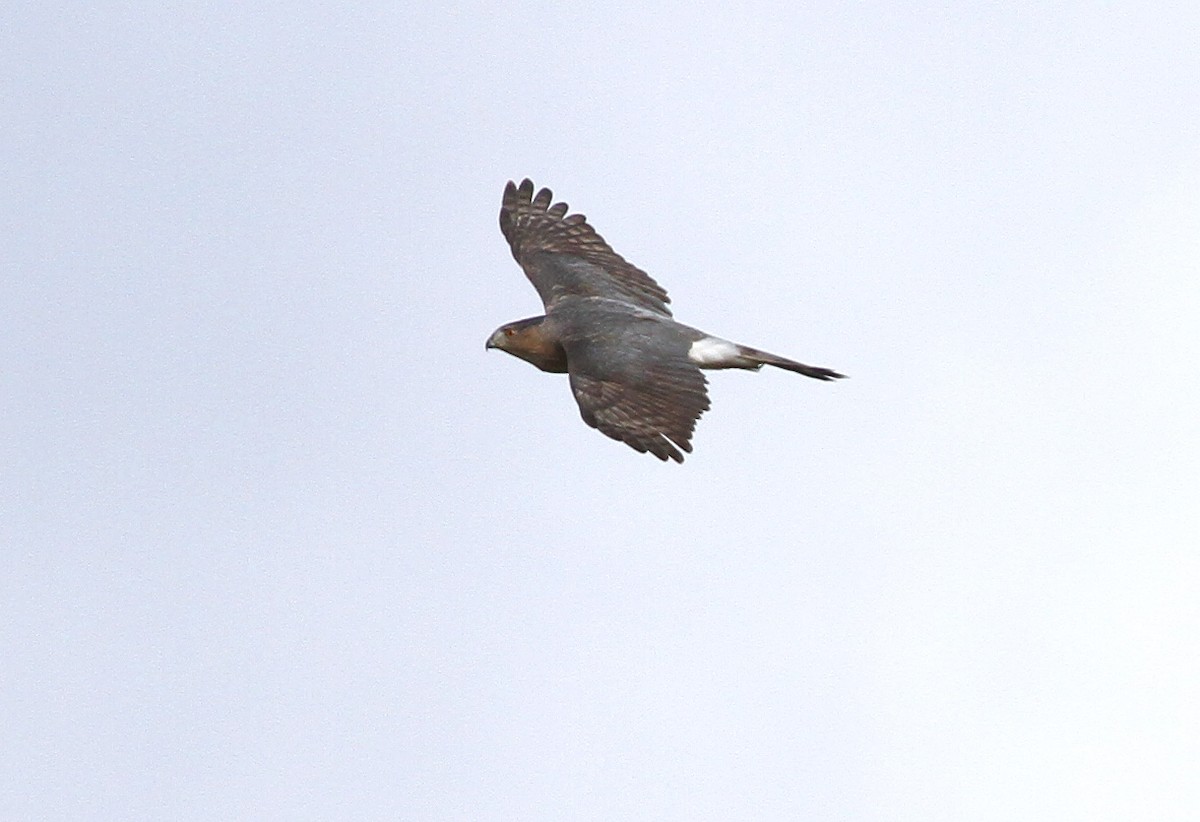 Cooper's Hawk - ML374404081