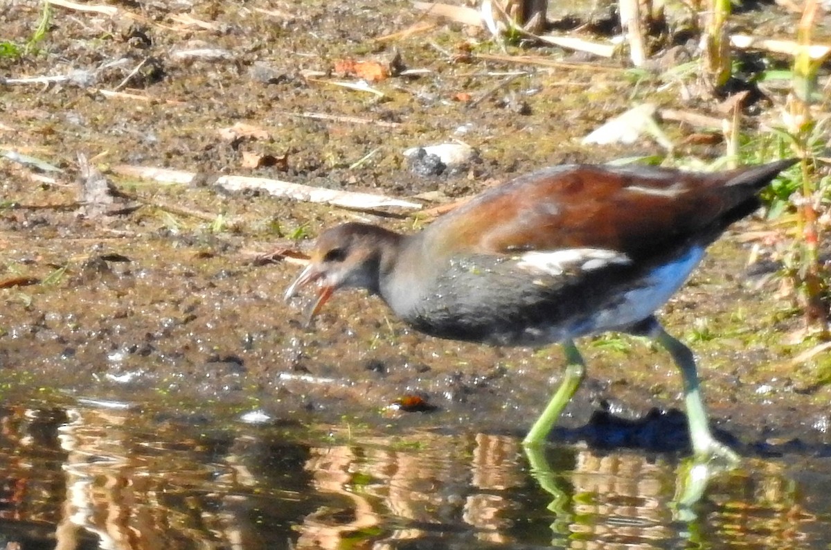 Common Gallinule - ML37440541